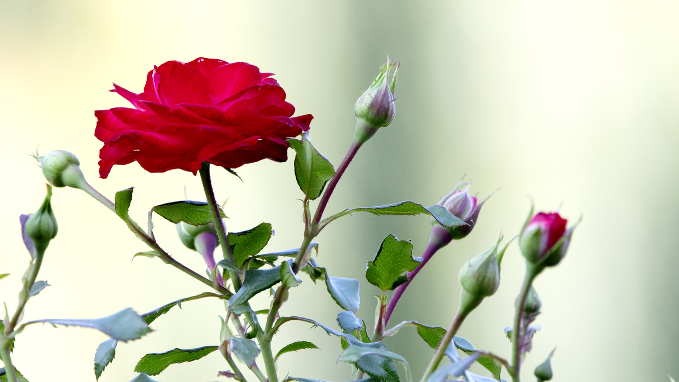 Rose Buds